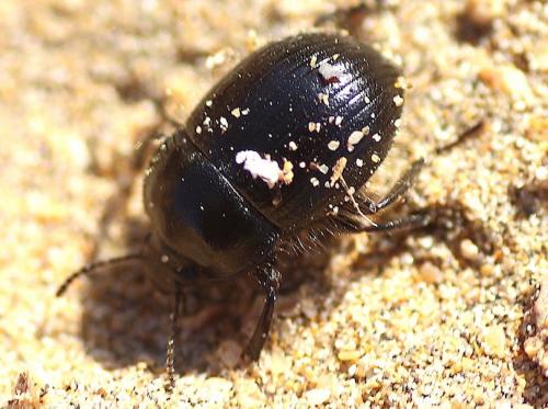 Moragacinella longepilosa
